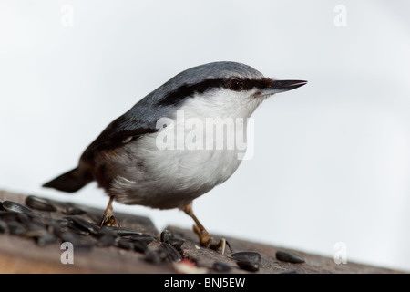 Der Kleiber (Sitta Europaea) ist im Stadtpark. Ein Vogelhaus. Stockfoto
