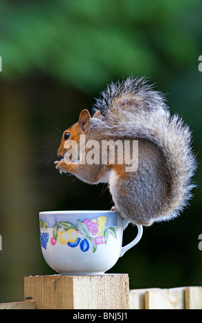 West Sussex, UK. Eine einzige graue Eichhörnchen essen von Muttern und dabei zwischen auf dem Rand eines alten Teetasse, die als Bird Feeder recycelt wurde. Stockfoto