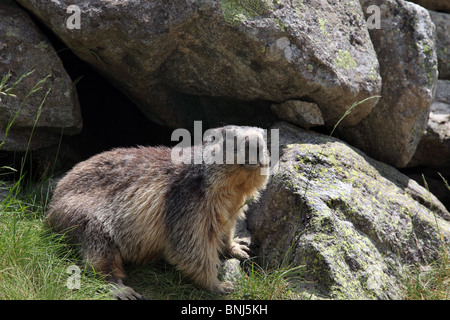 Alpine Marmot Marmota Marmota Pyrenäen Frankreich Stockfoto