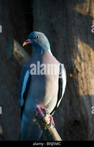 Eine einzige gemeinsame Ringeltaube (Columba palumbus) am Ende von einem Baum gehockt Stockfoto