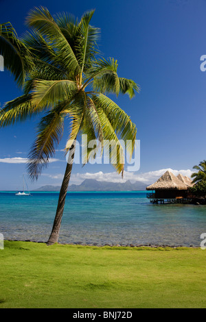 Tahiti Tahiti Nui Insel Papete Stadt Intercontinental Resort Palm Meerwasser Reisen Tourismus Urlaub Urlaub South Pacific Stockfoto