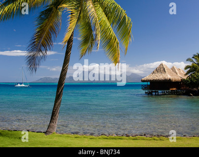 Tahiti Tahiti Nui Insel Papete Stadt Intercontinental Resort Palm Meerwasser Reisen Tourismus Urlaub Urlaub South Pacific Stockfoto