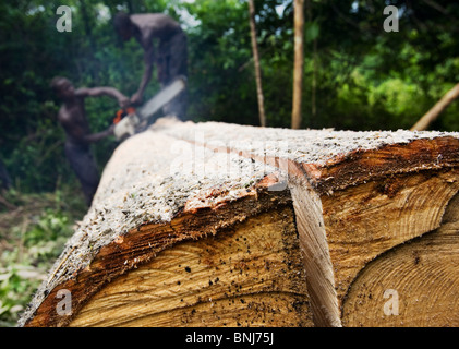 Männer benutzen eine kleine Kettensäge Bretter aus dem Stamm von einem großen Ceiba Baum schneiden nach dem Abholzen auf landwirtschaftlichen Nutzflächen, Ghana Stockfoto