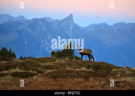 Rupicapra Rupicapra Alpine Gämsen männlichen Niederhorn-Berner Oberland Kanton Bern Bern Schweiz Alpen Alpine Fauna Stockfoto