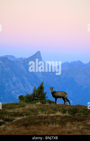 Rupicapra Rupicapra Alpine Gämsen männlichen Niederhorn-Berner Oberland Kanton Bern Bern Schweiz Alpen Alpine Fauna Stockfoto