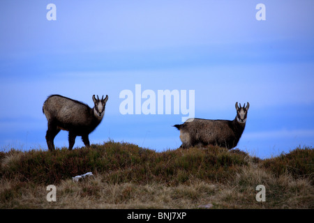 Rupicapra Rupicapra Alpine Gämsen männlichen Niederhorn-Berner Oberland Kanton Bern Bern Schweiz Alpen Alpine Fauna Baby Stockfoto