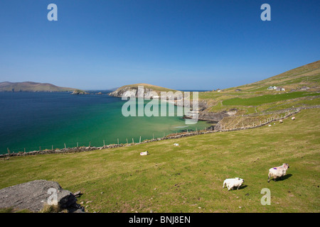 Slea Head Dingle Halbinsel County Grafschaft Kerry im Frühlingssonnenschein Republik von Irland Irland Europa Stockfoto