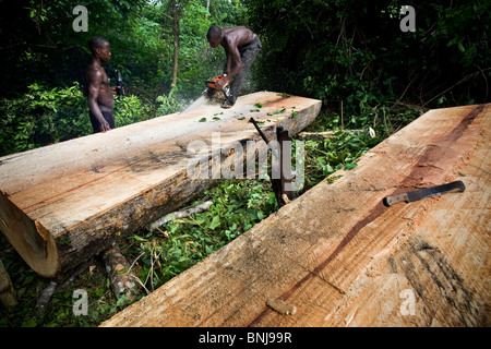 Männer benutzen eine kleine Kettensäge Bretter aus dem Stamm von einem großen Ceiba Baum schneiden nach dem Abholzen auf landwirtschaftlichen Nutzflächen, Ghana Stockfoto