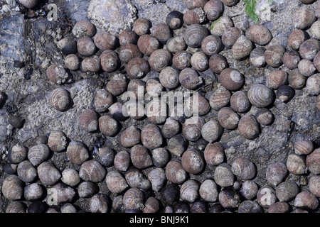 Essbare Strandschnecken Littorina bei auf Felsen bei Ebbe. Cornwall. UK Stockfoto