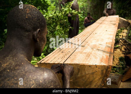 Männer benutzen eine kleine Kettensäge Bretter aus dem Stamm von einem großen Ceiba Baum schneiden nach dem Abholzen auf landwirtschaftlichen Nutzflächen, Ghana Stockfoto