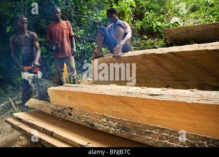 Männer benutzen eine kleine Kettensäge Bretter aus dem Stamm von einem großen Ceiba Baum schneiden nach dem Abholzen auf landwirtschaftlichen Nutzflächen, Ghana Stockfoto