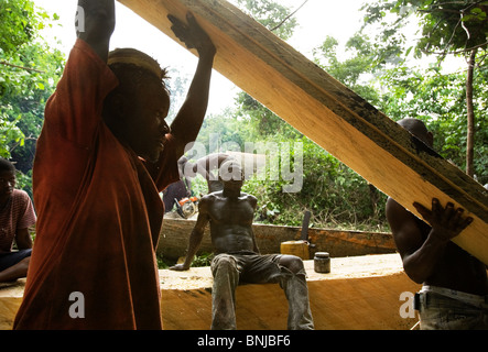 Männer benutzen eine kleine Kettensäge Bretter aus dem Stamm von einem großen Ceiba Baum schneiden nach dem Abholzen auf landwirtschaftlichen Nutzflächen, Ghana Stockfoto