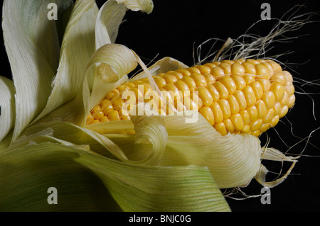 Frisch gepflückt Mais in Schale Stockfoto