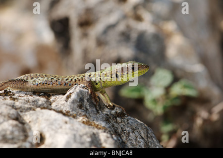 Eidechse Eidechsen Balkan Wand Eidechse Podarcis Tauricus Ionicus Reptil Reptilien Portrait geschützt Griechenland Griechisch Balkan Skala Stockfoto