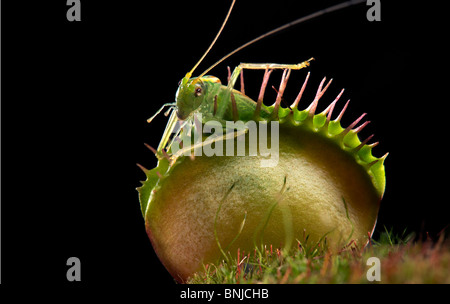 Venusfliegenfalle DIONAEA Muscipula USA Carolina grün rot gefangen einen grüne Heuschrecke Grass hopper Stockfoto