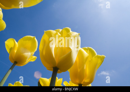 Yellow tulip field ant-view Stockfoto