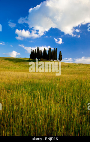 Cluster von Zypressen in der Nähe von San Quirico in Val d ' Orcia, Toskana Italien Stockfoto