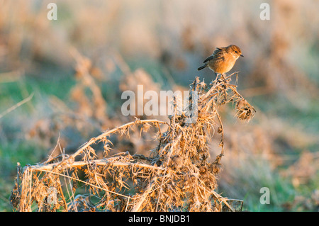 Gemeinsamen Schwarzkehlchen Saxicola Torquata, Kent, England. Stockfoto