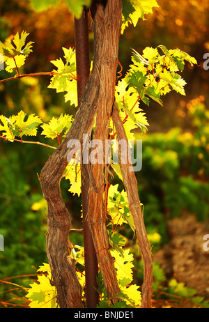 Weinrebe am warmen Sommertag in einem Garten Stockfoto