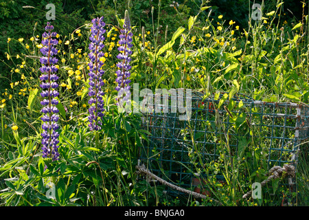 Lupine Lupinen Blume Lupinus Polyphyllis wilden Maine Küste Monhegan Island New England USA Fischen Dorf Atlantik Stockfoto