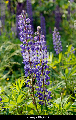 Lupine Lupinen Blume Lupinus Polyphyllis wilden Maine Küste Monhegan Island New England USA Fischen Dorf Atlantik Stockfoto