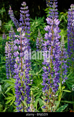 Lupine Lupinen Blume Lupinus Polyphyllis wilden Maine Küste Monhegan Island New England USA Fischen Dorf Atlantik Stockfoto