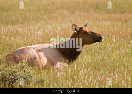 Elch Elche Wapiti Cervus Canadensis Hirsch Säugetiere Mammalia Familie Cervidae Hirschartigen Wiederkäuer Tiere Geschöpfe Säugetiere Pflanzenfresser Stockfoto