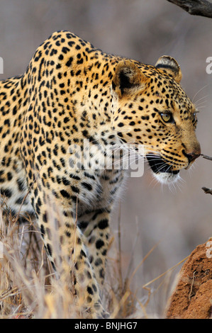 Leoparden Panthera Pardus Garonga Safari Camp mehr Jabulani Conservancy Limpopo Südafrika Porträt zu Fuß Stockfoto