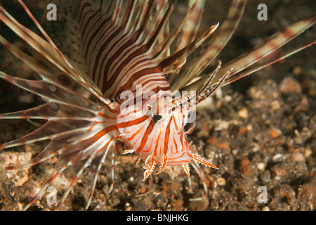 Gemeinsamen Rotfeuerfisch (Pterois Volitans), Nord-Sulawesi, Indonesien Stockfoto