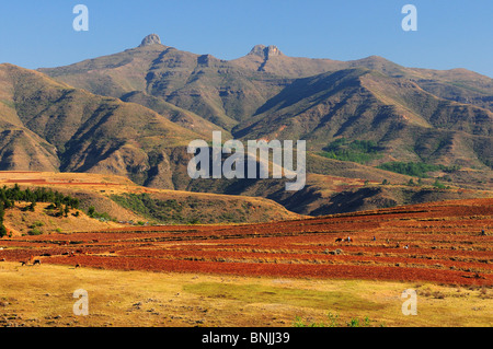 Basotho Menschen lokalen einheimischen native Eingeborenen Feldern in der Nähe Ramabanta Lesotho Südliches Afrika harte Arbeit Arbeiter Bereich Landwirtschaft Stockfoto