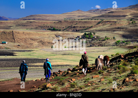 Basotho Menschen lokalen einheimischen native Eingeborenen in der Nähe von Semonkong Lesotho Südliches Afrika Männer Gruppe Esel Berge wandern Stockfoto