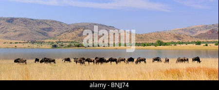 Panorama Black Wildebeest Connochaetes Gnou Pilanesberg Game Reserve North West South Africa Herde Tiere See Landschaft Natur Stockfoto