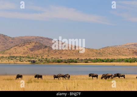 Black Wildebeest Connochaetes Gnou Pilanesberg Game Reserve North West South Africa Herde Tiere Landschaft Natur Seenlandschaft Stockfoto