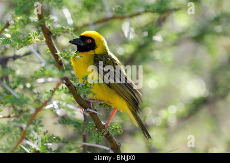 Südlichen maskiert-Weber Ploceus Velatus Karoo Nationalpark Beaufort West Western Cape Südafrika gelber Vogel Zweig Zweig Stockfoto