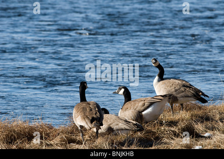 Kanadagans Branta Canadensis Gans vier Winter Fluss Meer See Bank Vogel Vögel Natur Tiere gruppieren Stockfoto