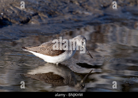 Gemeinsamen Grünschenkel eurasischen Grünschenkel Tringa Nebularia See Fluss Meer waten Futtersuche von% Vogel Vögel Natur Tiere Stockfoto