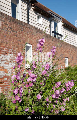 Lavatera Olbia 'Rosea' Strauch Blüte in einer krautigen Grenze in einem Garten im Sommer, Kent, UK Stockfoto