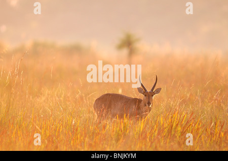 Südlichen andere Redunca Arundinum Susuwe Island Lodge Bwabwata Nationalpark Caprivi Namibia Afrika Reisen Natur Tier Stockfoto