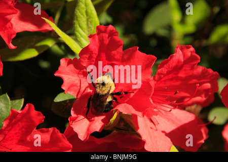 Biene auf Roanoke Island, North Carolina, USA, Manteo, Azaleen, elisabethanischen Gärten Stockfoto