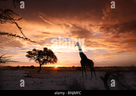 Sonnenuntergang Okaukuejo Wasserloch Etosha National Park Kunene Region Namibia Afrika Reisen Natur Giraffe Tiere, Stockfoto