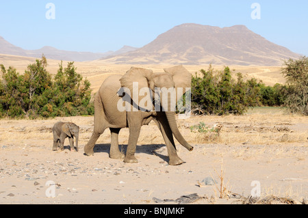 Elefanten Tiere Loxodonta Africana Okahirongo Elephant Lodge Purros Kaokoland Kunene Region Namibia Afrika Reisen Natur Stockfoto