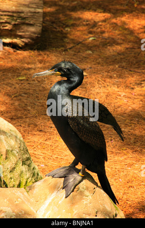 Kormoran sonnen sich auf Felsen an der Virginia Aquarium and Marine Science Center, Virginia Beach, Virginia, USA Stockfoto