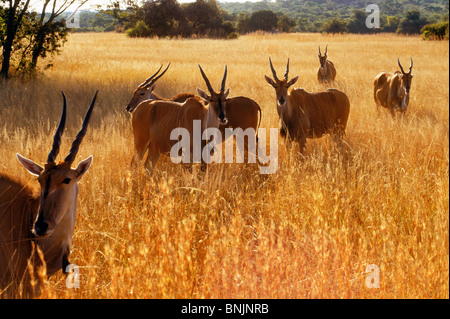 Gruppe von Pattersons Eland Tauro Oryx Pattersonianus stehend in hohe Gräser im Abendlicht in Simbabwe Stockfoto