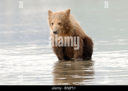 Stock Foto von einem Alaskan Brown Bärenjunge gerade für Muscheln bei Ebbe. Stockfoto