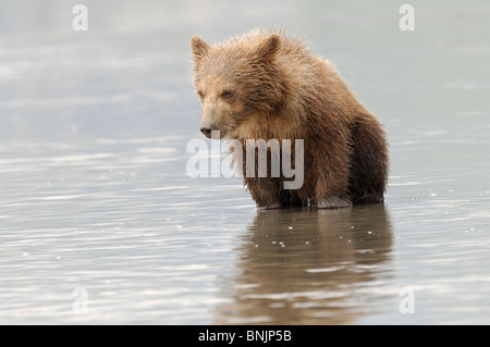 Stock Foto von einem Alaskan Brown Bärenjunge gerade für Muscheln bei Ebbe. Stockfoto
