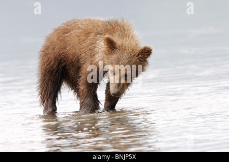 Stock Foto von einem Alaskan Brown Bärenjunge gerade für Muscheln bei Ebbe. Stockfoto