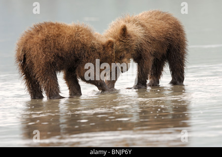 Stock Fotografie von zwei Alaskan Küsten Braunbär Jungen lernen, auf das Wattenmeer bei Ebbe Muscheln. Stockfoto