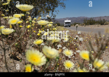 Roadbear Wohnmobil Camper Wohnwagen Straße Blumen Frühling Wüste Löwenzahn Joshua Tree National Park California USA Nordamerika Stockfoto