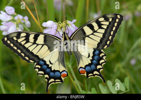 Schwalbenschwanz Papilio Machaon Schmetterling Schmetterlinge Insekt Insekten geschützt einheimischen rot blau gefleckte Tier fauna Stockfoto