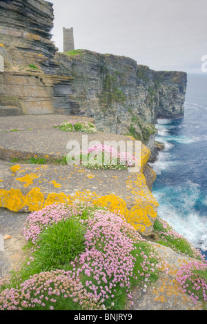 Sparsamkeit bedeckt Klippen Armeria Maritima Marwick Head RSPB Reserve Gebäude ist Kitchener Denkmal Mainland Orkney LA005222 Stockfoto